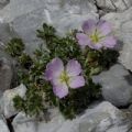 Geranium argenteum